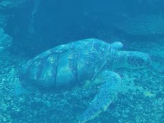 -海棠湾洲际-涛·海底餐厅·美人鱼·自助餐·海底隧道