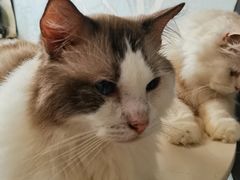 -暗黑魔法·玄灵未妖阁·塔罗·占星·心理咨询