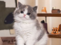 -小猫来了·猫舍(红山六九七九店)