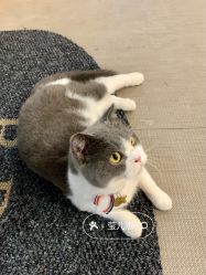 -B.Bridge Couture婚纱礼服(福田店)