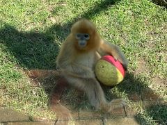 -大连森林动物园