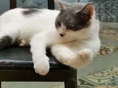 -more than meow吴止猫主题餐厅(承德 中船汇店)