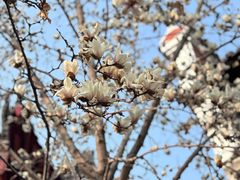-长春观