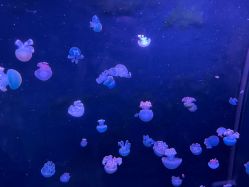 -Zoolung Zoolung动物主题公园(海信广场店)