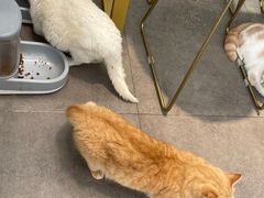 -飞行喵MR PILOT|猫舍·猫咖(静安大融城店)