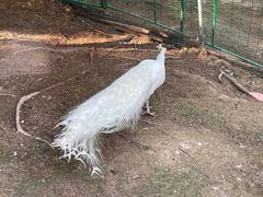 -灵玲国际马戏城