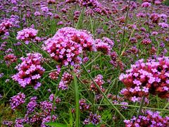 -北京东方普罗旺斯薰衣草庄园