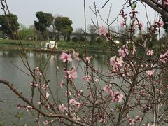 -鹅湖玫瑰文化园