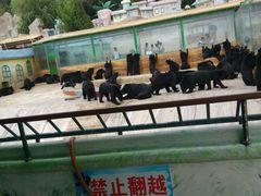 -东方熊牧场