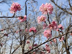 -桃花堤公园