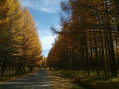 -塞罕坝国家级自然保护区