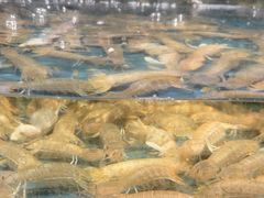 -龙宴海鲜城(经中路店)