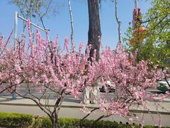 -清真喜兰老丁羊汤特色小吃