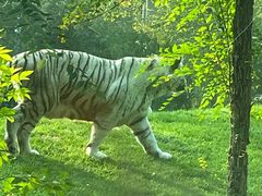 -北京野生动物园