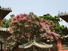 -报恩寺(平武县)