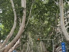 -阿五黄河大鲤鱼(纬三路店)