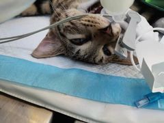 -关爱宠物医院·猫科中心·消化科(滨湖万达分院)