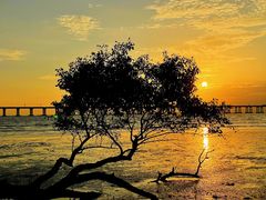 -宝安西湾红树林湿地公园