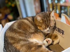 -咖法森林·咖啡  酒吧(天河店)