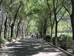 -丁香湖公园