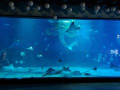 -烟台海昌鲸鲨海洋公园