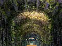 -合肥滨湖国家森林公园