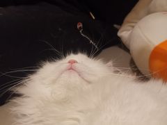 -猫腻·猫咖·撸猫馆(星光大道店)