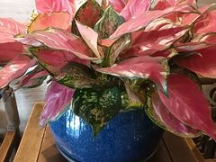 -顺兴老茶馆·精品川菜(世纪城店)