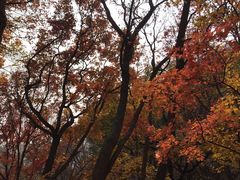 -妙峰山风景名胜区