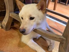 -more than meow吴止猫主题餐厅(承德 中船汇店)