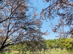-昆山城市生态森林公园