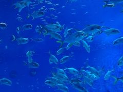 -上海海昌海洋公园