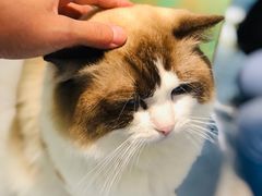 -喵喵咪呀布偶猫咖(春熙路店)
