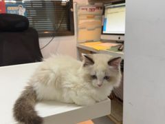-御宝贝·A梦猫科宠物医院(国际猫友好医院)