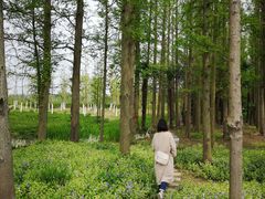 -上海长兴岛郊野公园