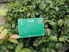 -广西壮族自治区药用植物园