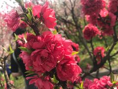 -南汇桃花村