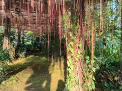 -东莞植物园