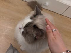 -有喵·猫咖·狗咖·30几只猫10只小狗(岗厦店)