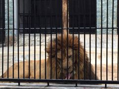 -广东茂名森林公园