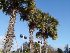 -亚龙湾中心广场