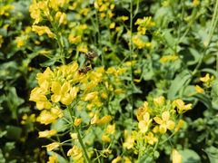 -光明小镇欢乐田园