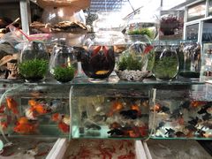 -万商花鸟市场