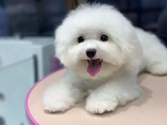 -FAELING PETS美天灵宠物(富力广场店)