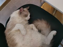 -飞行喵MR PILOT|猫舍·猫咖(静安大融城店)