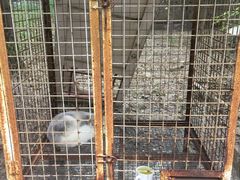 -淄博聊斋城景区
