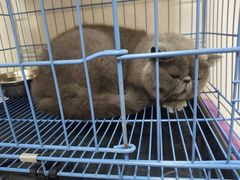 -瑞鹏宠物医院·骨科·猫科·内科(第一中心)