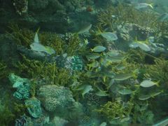 -上海海洋水族馆