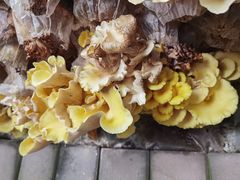 -大自然农场蔬菜草莓采摘园