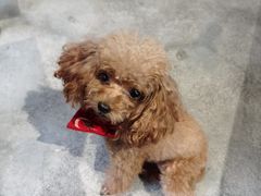 -more than meow吴止猫主题餐厅(承德 中船汇店)